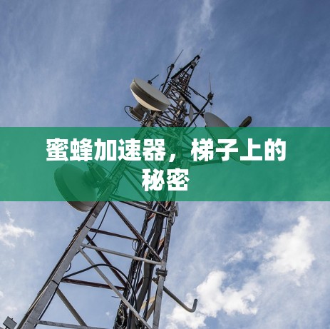 蜜蜂加速器，梯子上的秘密